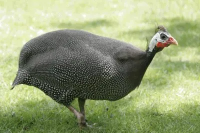 Faraona