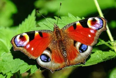 Farfalla