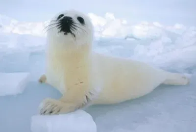 Foca della groenlandia