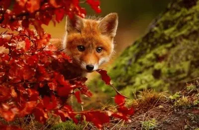 ç‹ç‹¸èˆ‡ç§‹å¤© jigsaw puzzle