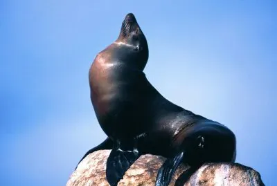 Foca
