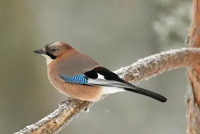 Ghiandaia