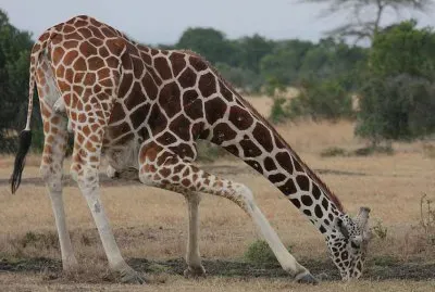 Giraffa jigsaw puzzle