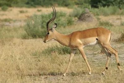 Impala