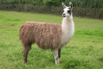 Lama