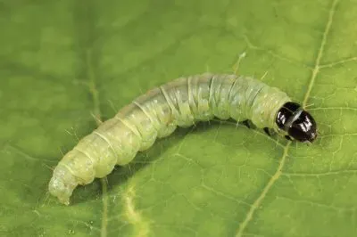 Larva jigsaw puzzle
