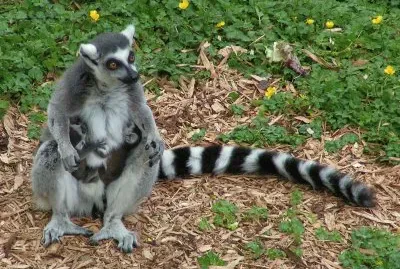 פאזל של Lemure catta