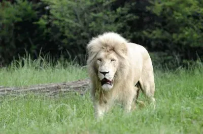 Leone bianco jigsaw puzzle