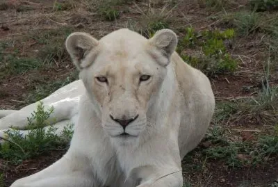 Leonessa bianca jigsaw puzzle