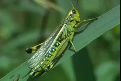 פאזל של Locusta