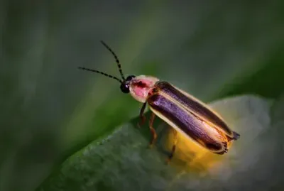 פאזל של Lucciola