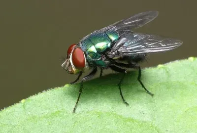 Mosca