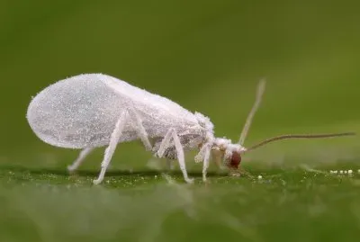 Mosca bianca