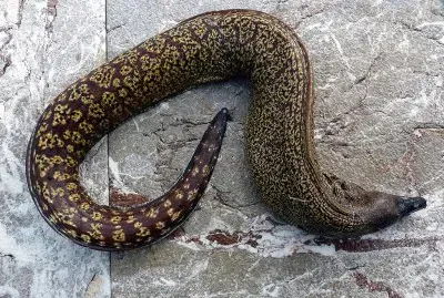 Murena jigsaw puzzle