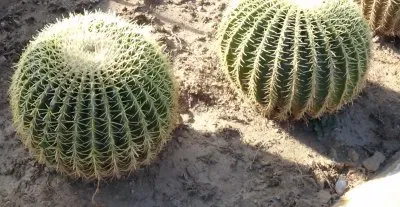 Cactos de Los Cabos, BCS.