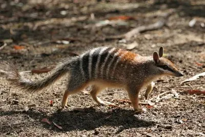 Numbat