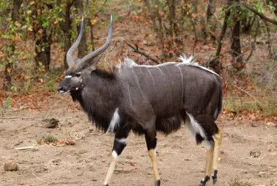 Nyala jigsaw puzzle