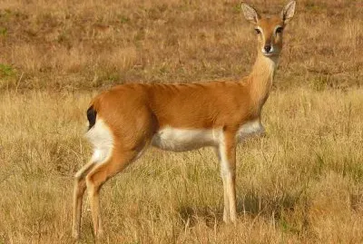 Oribi jigsaw puzzle