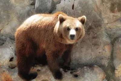 Orso jigsaw puzzle