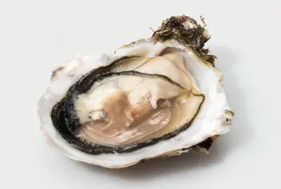 Ostrica