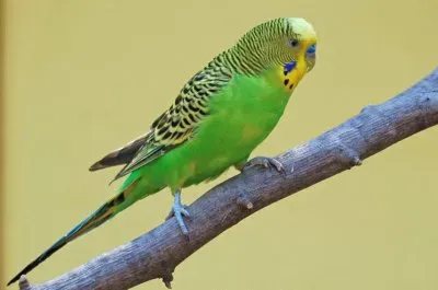 Pappagallo parrocchetto