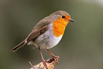 Pettirosso