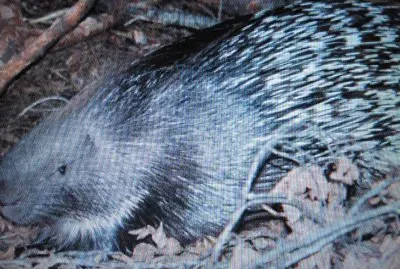 Porcospino
