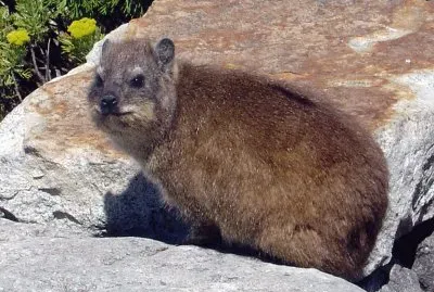 Procavia