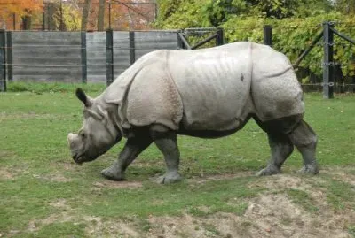 Rinoceronte