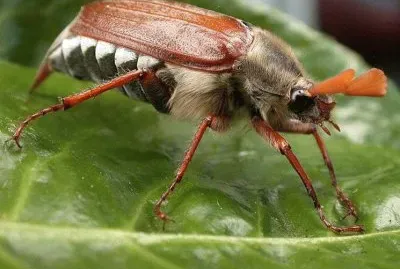 Scarabeo