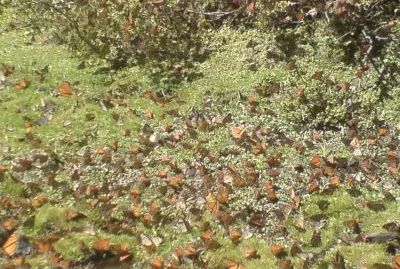 MARIPOSA MONARCA jigsaw puzzle