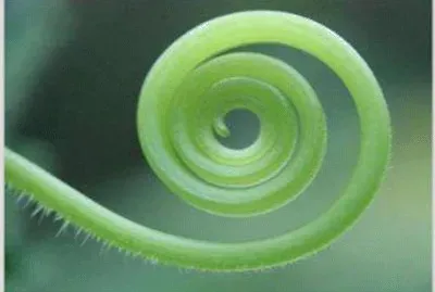 arte regio jigsaw puzzle