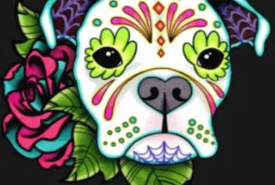 DOD Boxer 2