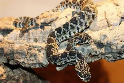 Serpente a due teste jigsaw puzzle