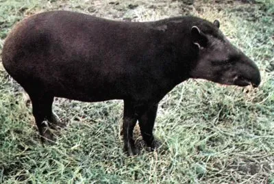 Tapiro
