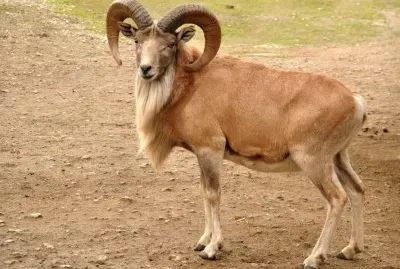 Urial