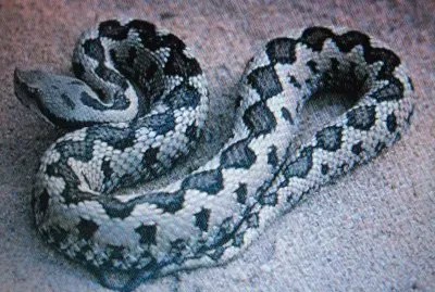 Vipera