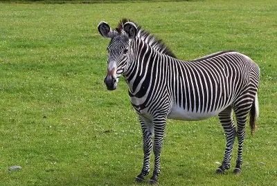 Zebra