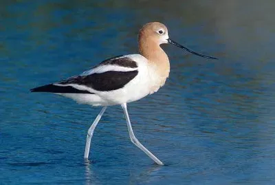 Avocetta