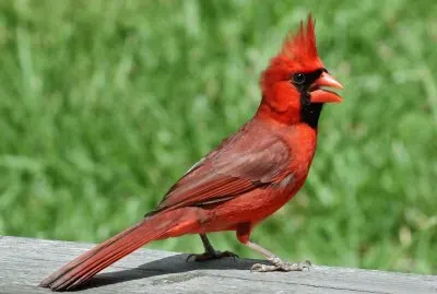 Cardinale