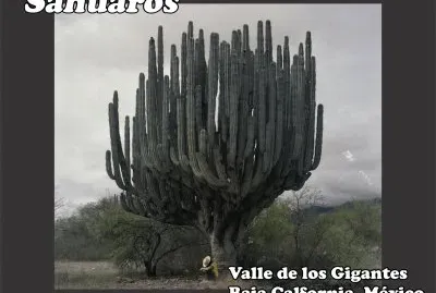 SAHUAROS jigsaw puzzle