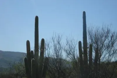 sahuaros