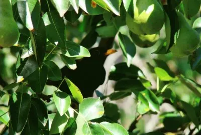 Saint-Pierre d 'Albigny, Savoie