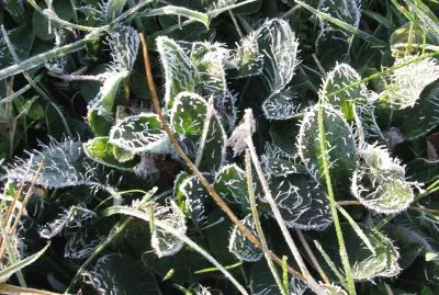 Frosty weeds even look nice