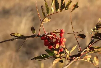 Frosty berries jigsaw puzzle