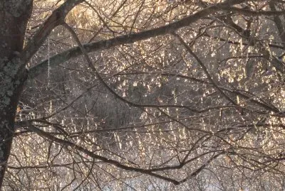 Ice on branches Christmas eve day