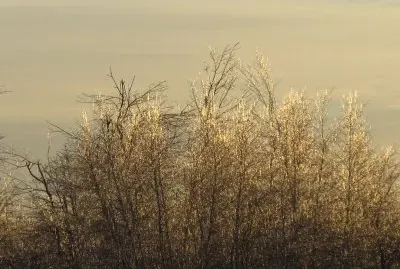 Icy trees at back of field Christmas eve day