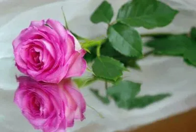 פאזל של imagem