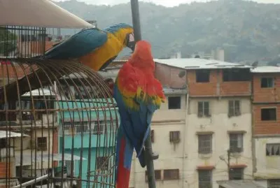 Guacamayos de visita