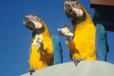 Guacamayos